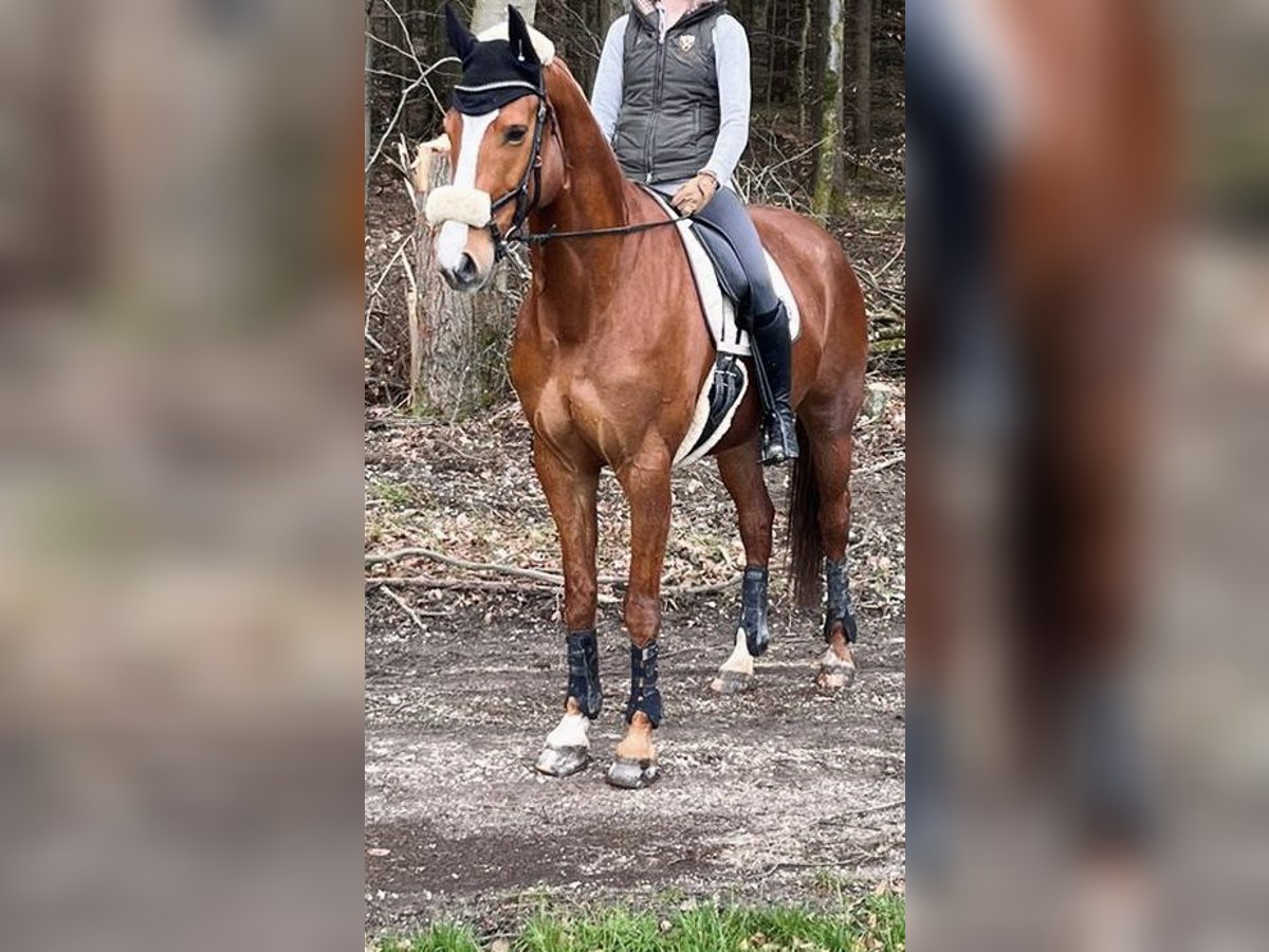 Hanoverian Mare 9 years 16,2 hh Chestnut-Red in Norden