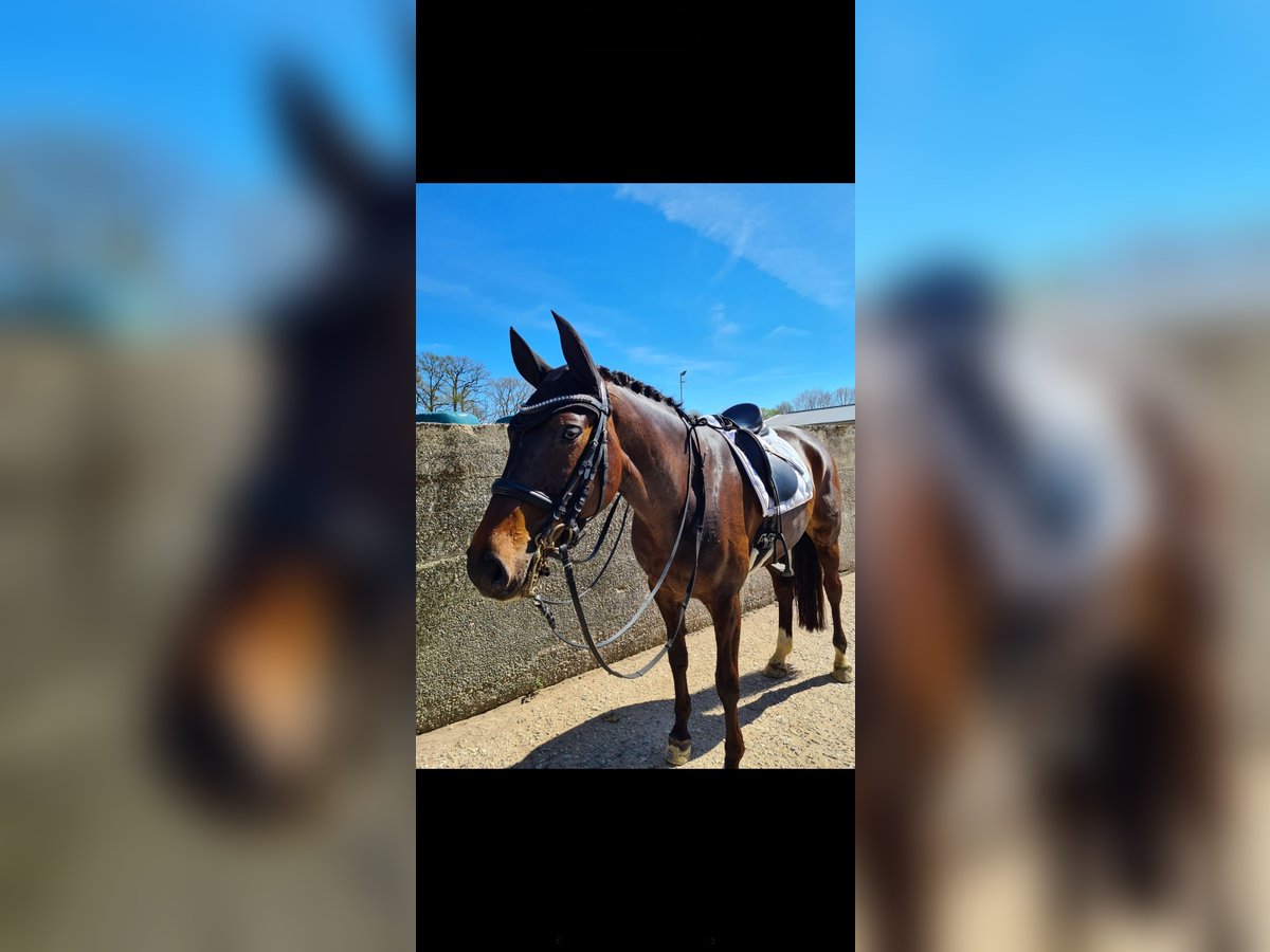 Hanoverian Mare 9 years 16,3 hh Bay-Dark in Wadersloh