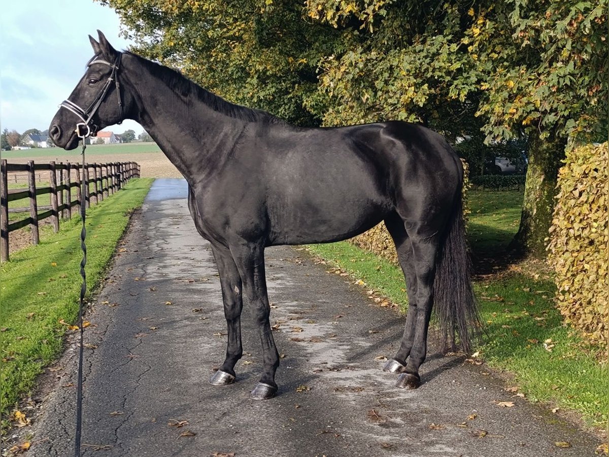 Hanoverian Mare 9 years 16,3 hh Black in Warstein