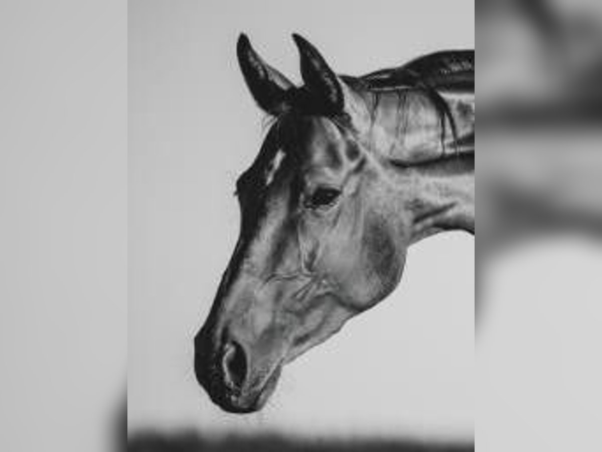 Hanoverian Mare 9 years 16 hh Bay-Dark in Kupferzell