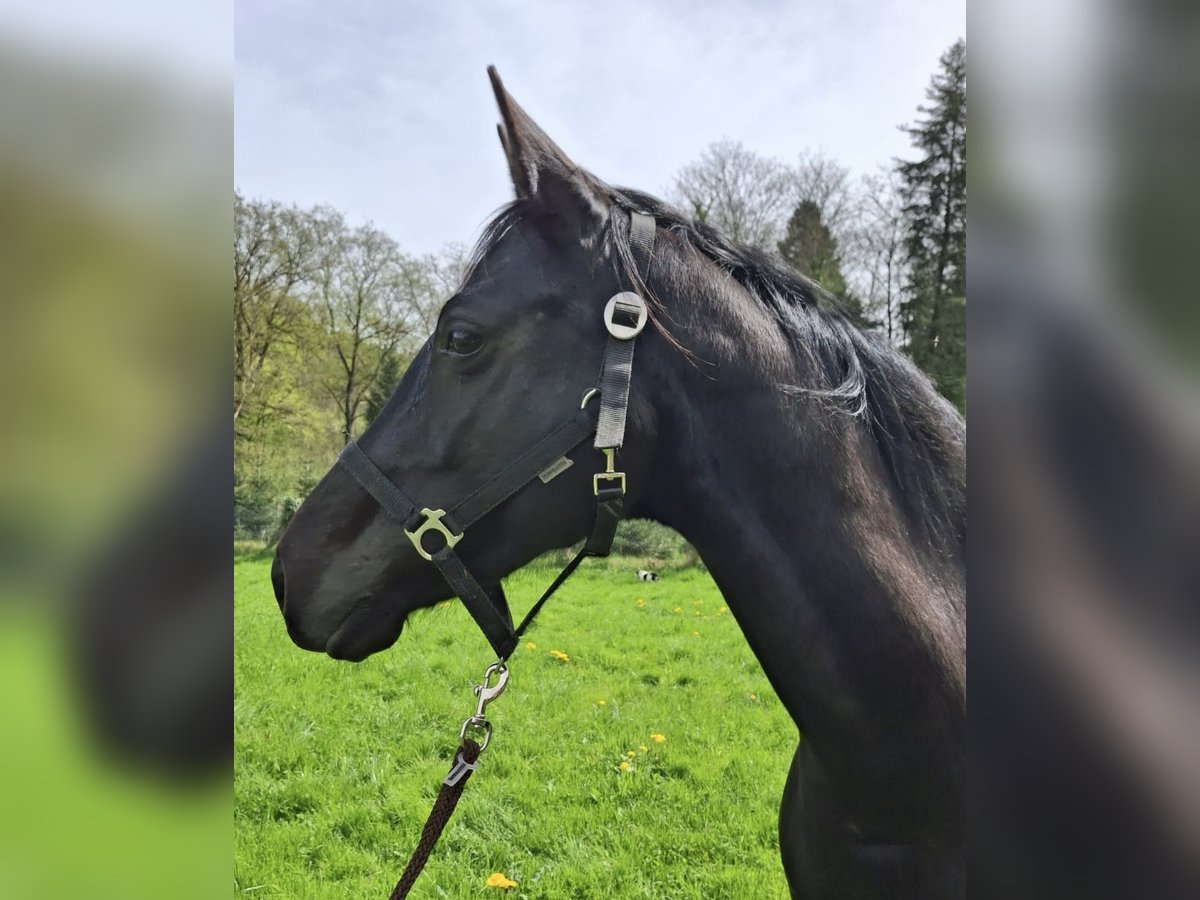 Hanoverian Mare 9 years 16 hh Black in Willstätt