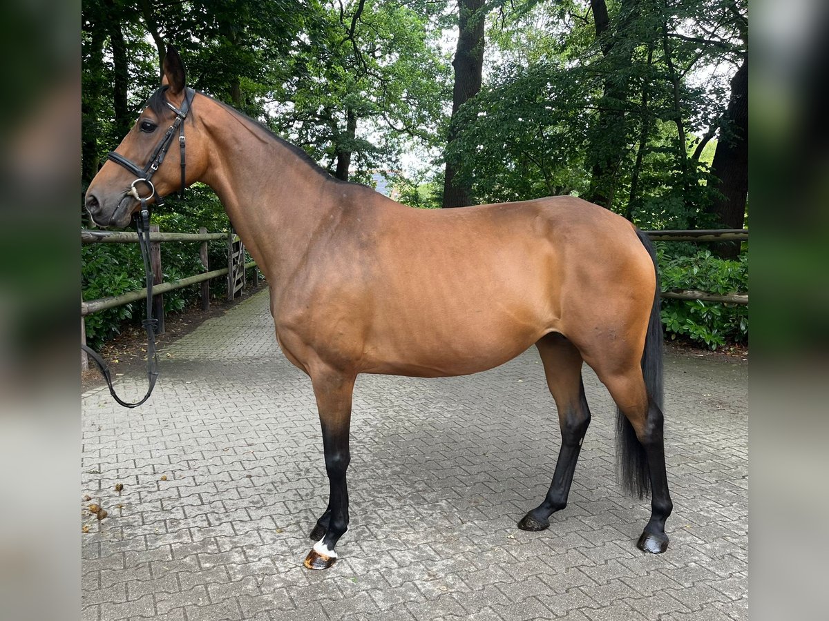 Hanoverian Mare 9 years 16 hh Brown in Essen (Oldenburg)