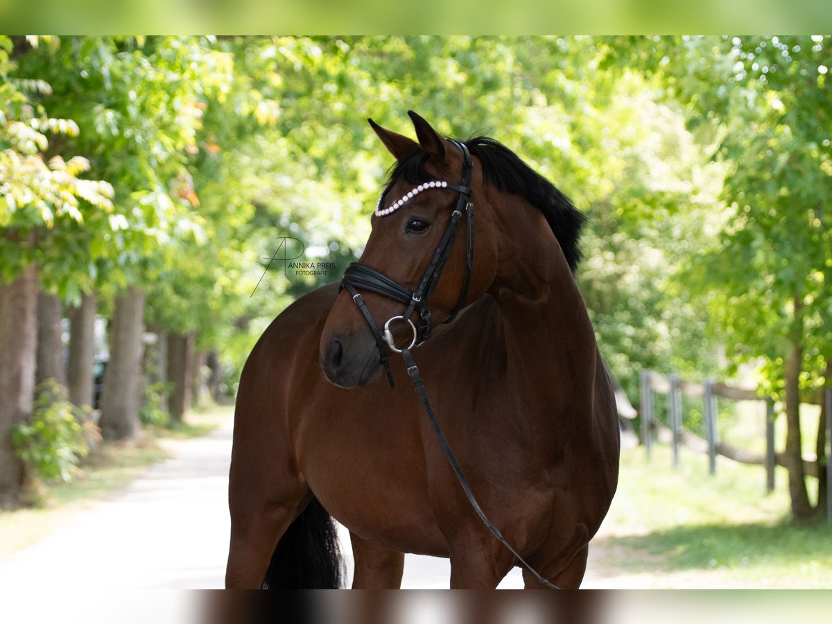 Hanoverian Mare 9 years 16 hh Brown in Ro&#xDF;dorf