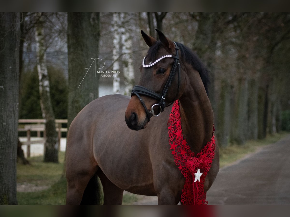 Hanoverian Mare 9 years 16 hh Brown in Ro&#xDF;dorf