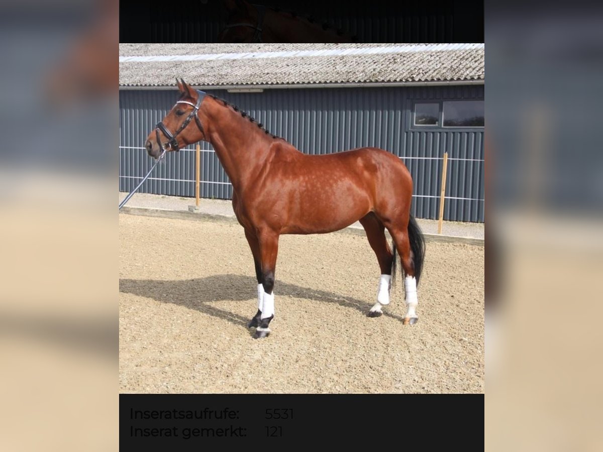 Hanoverian Mare 9 years 16 hh Brown in Hobro