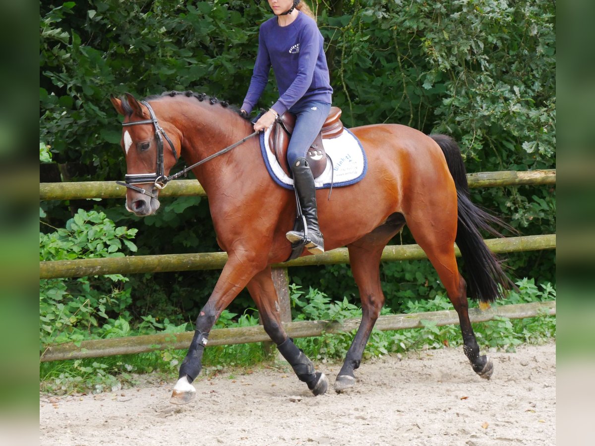 Hanoverian Mare 9 years 16 hh Brown in Dorsten