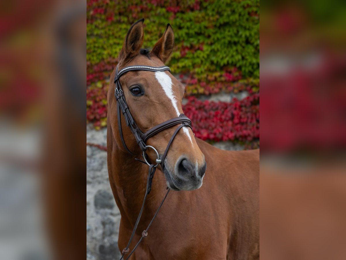Hanoverian Mare 9 years 16 hh Brown in Modautal
