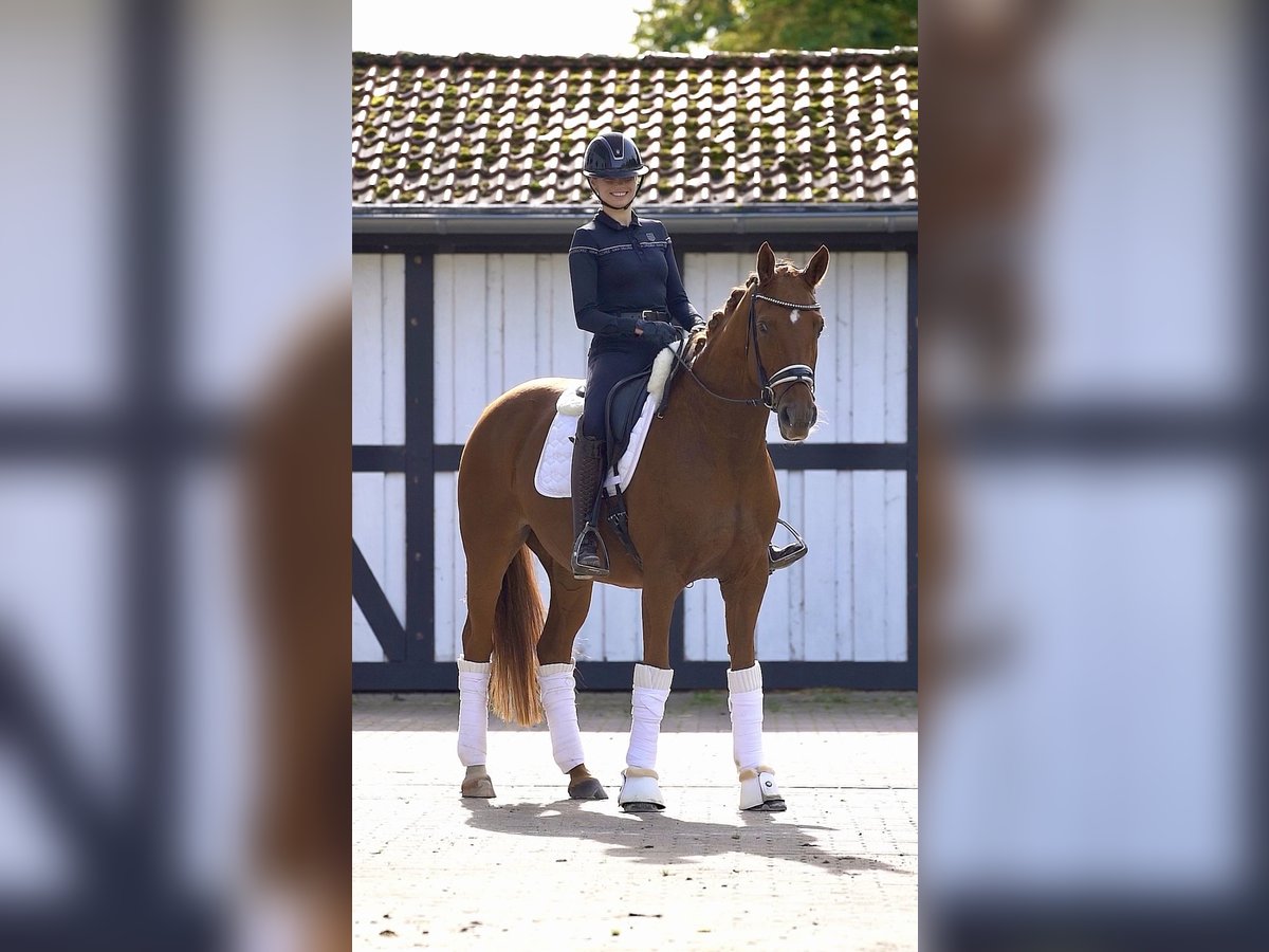 Hanoverian Mare 9 years 16 hh Chestnut-Red in Ostbevern