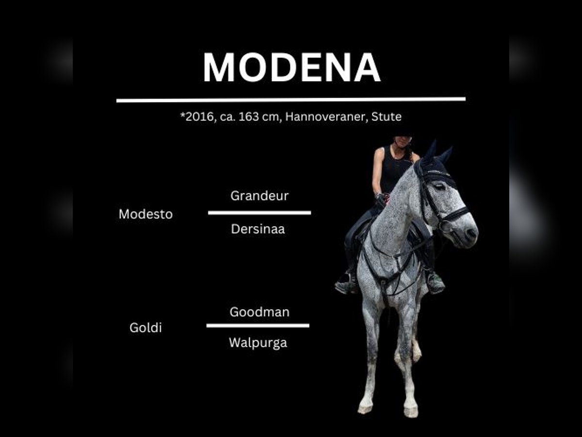 Hanoverian Mare 9 years 16 hh Gray-Fleabitten in Traismauer
