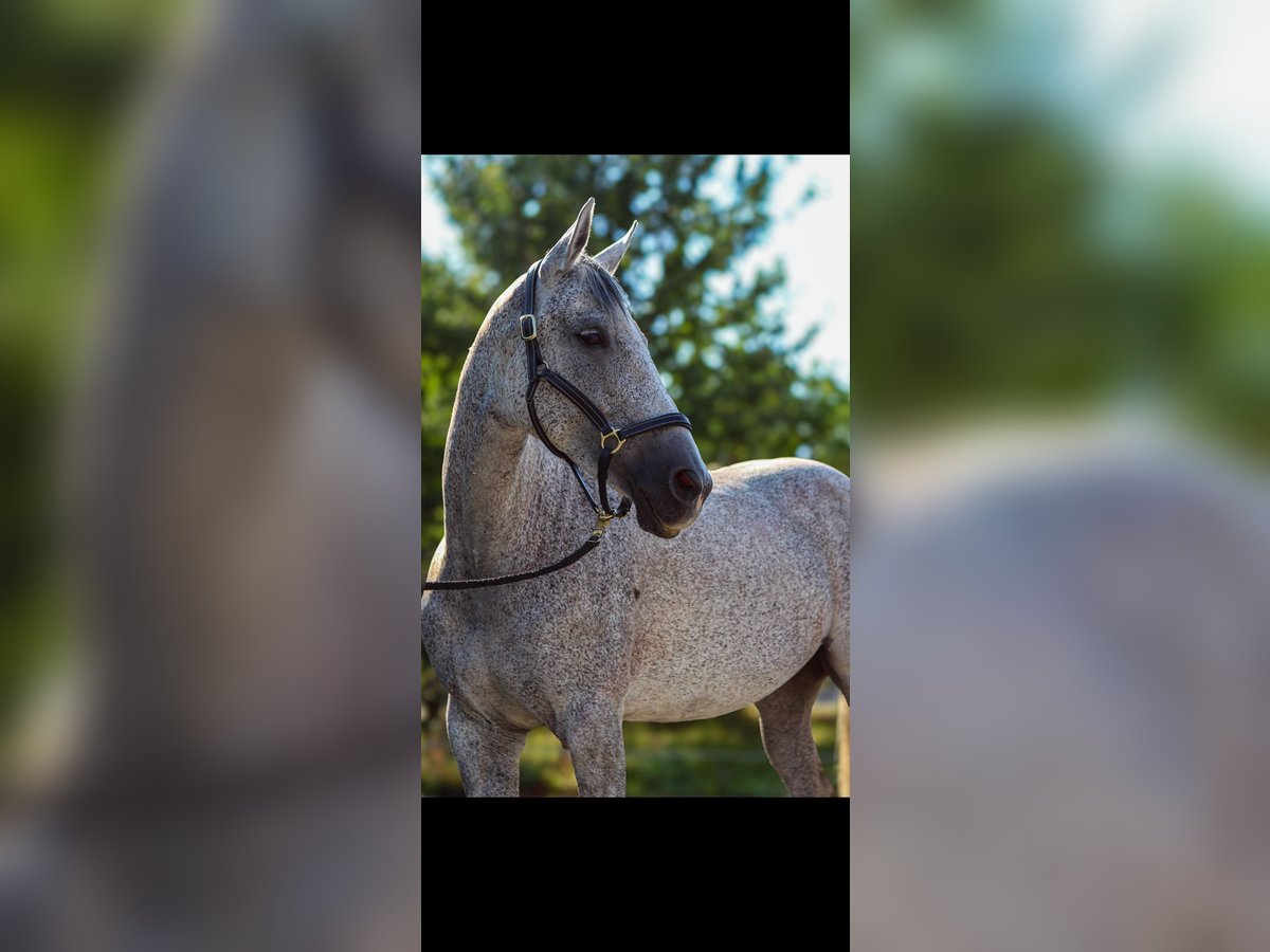Hanoverian Mare 9 years 16 hh Grey-Fleabitten in St.p&#xF6;lten