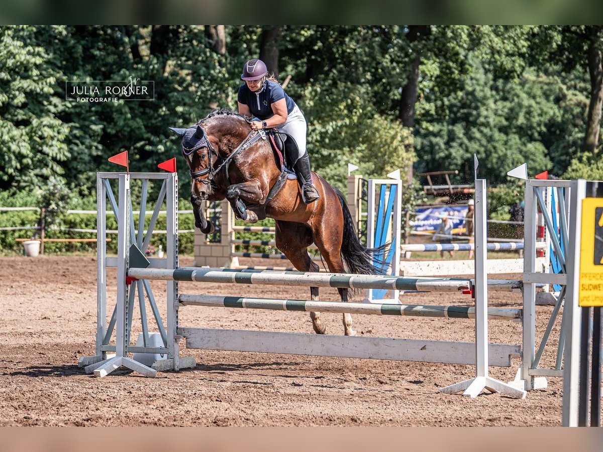 Hanoverian Mare 9 years 16 hh Smoky-Black in Hambergen