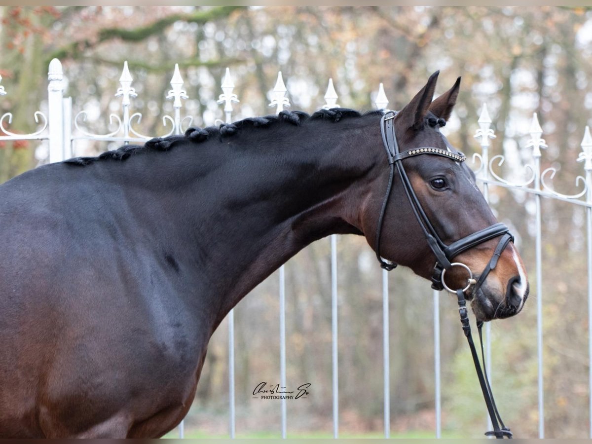 Hanoverian Mare 9 years 16,1 hh Bay-Dark in Niederkassel