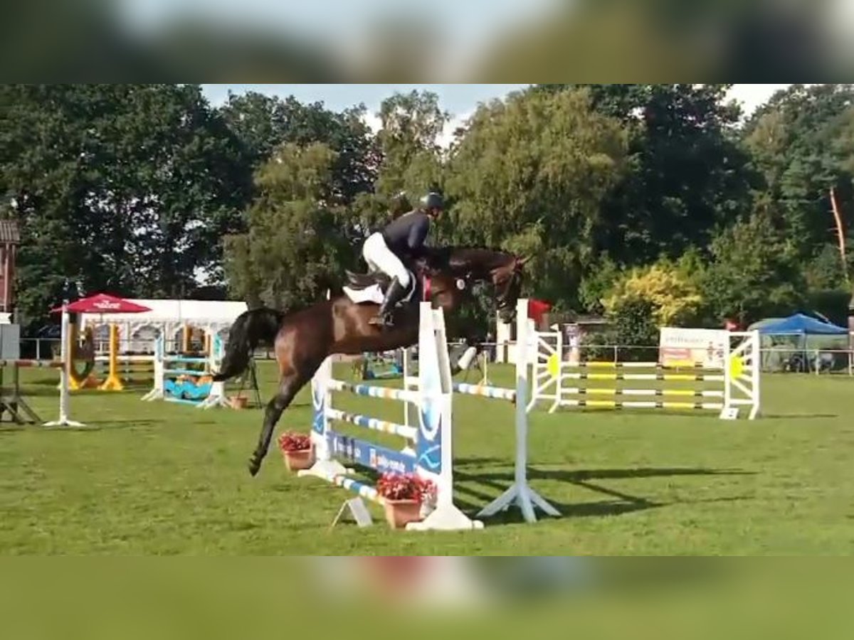 Hanoverian Mare 9 years 16,1 hh Bay-Dark in Gnarrenburg