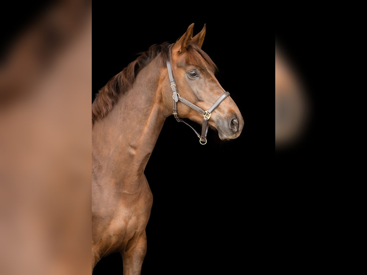 Hanoverian Mare 9 years 16,1 hh Chestnut in Gifhorn