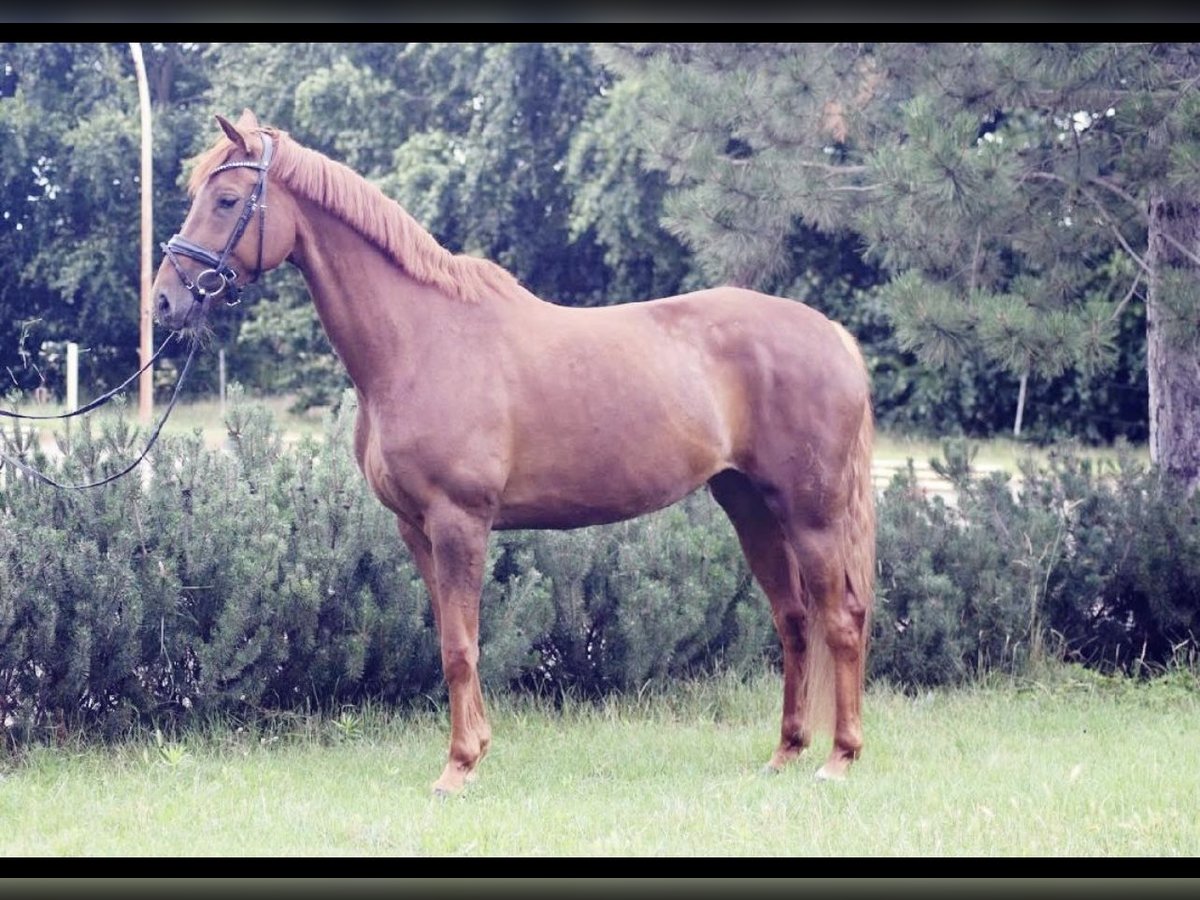 Hanoverian Mare 9 years 16,1 hh Chestnut-Red in Langenau