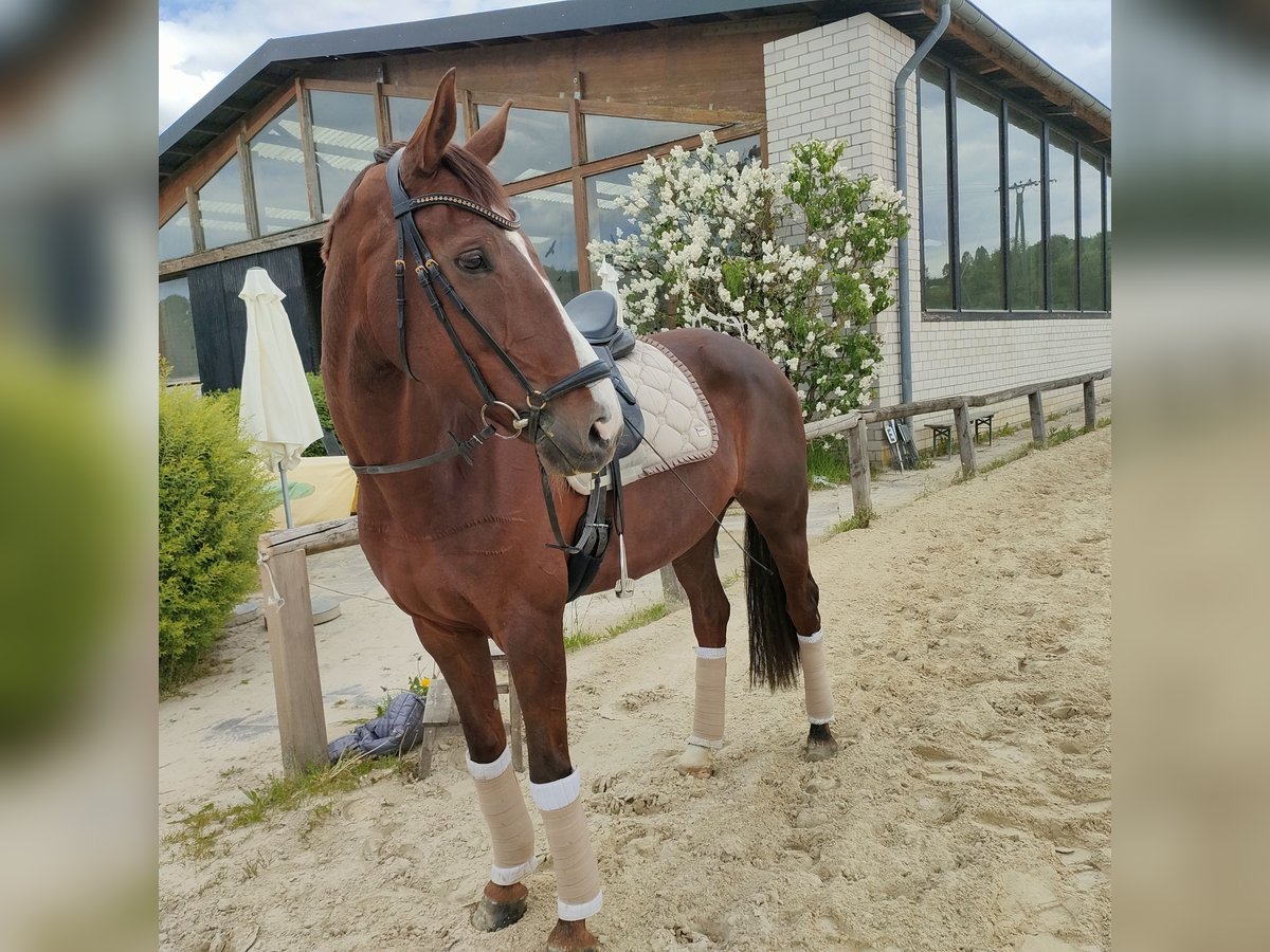 Hanoverian Mare 9 years 16,2 hh Chestnut in Bergisch Gladbach
