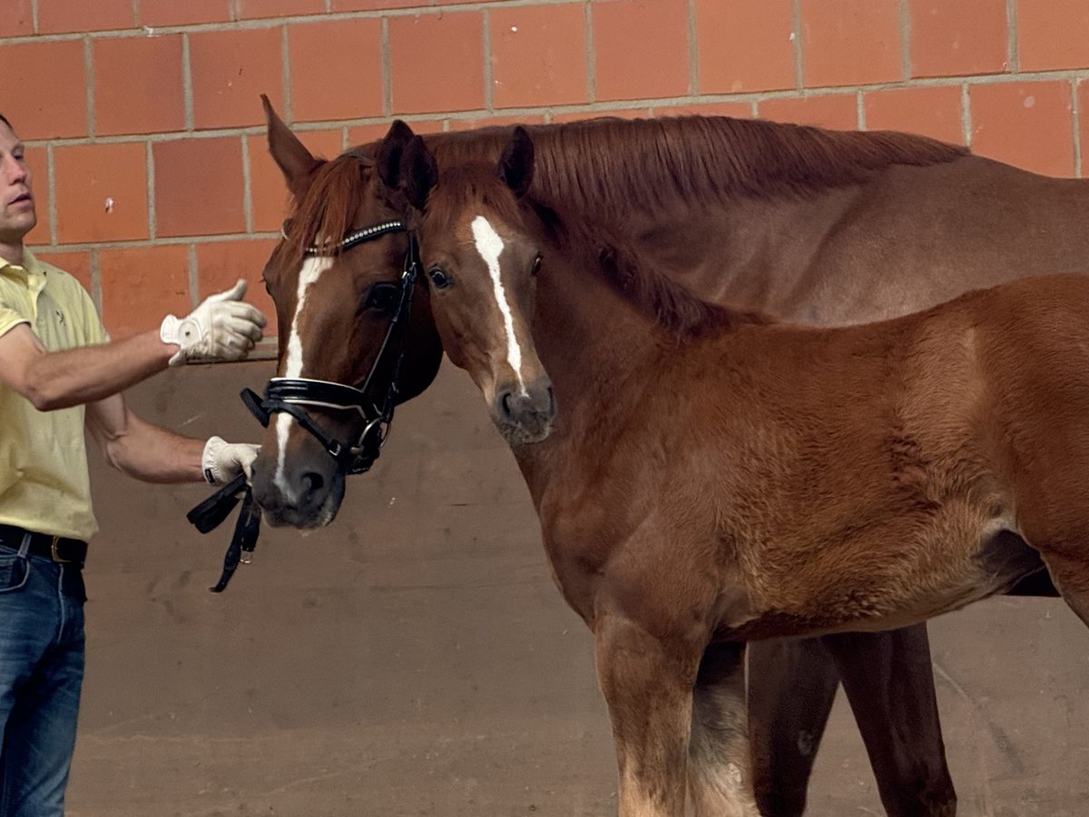 Hanoverian Mare 9 years 16,2 hh Chestnut-Red in Langwedel