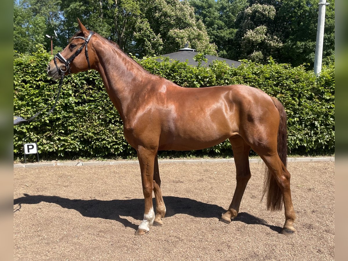 Hanoverian Mare 9 years 16,2 hh Chestnut-Red in Westensee
