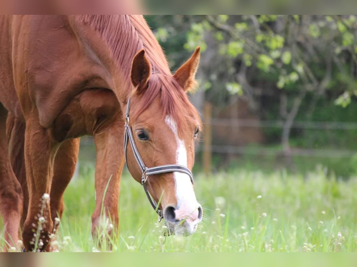 Hanoverian Mare 9 years 16,2 hh Chestnut-Red in Hofbieber