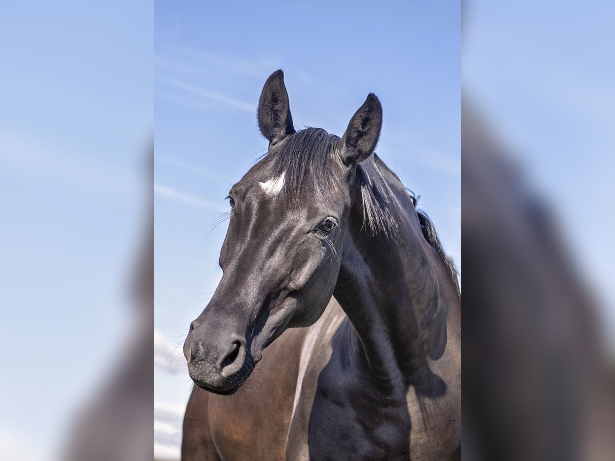 Hanoverian Mare 9 years 16,2 hh Smoky-Black in Werder (Havel)