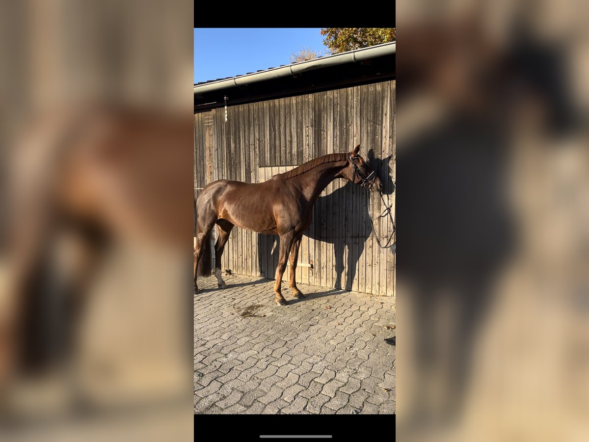 Hanoverian Mare 9 years 17,1 hh Chestnut in Marxen