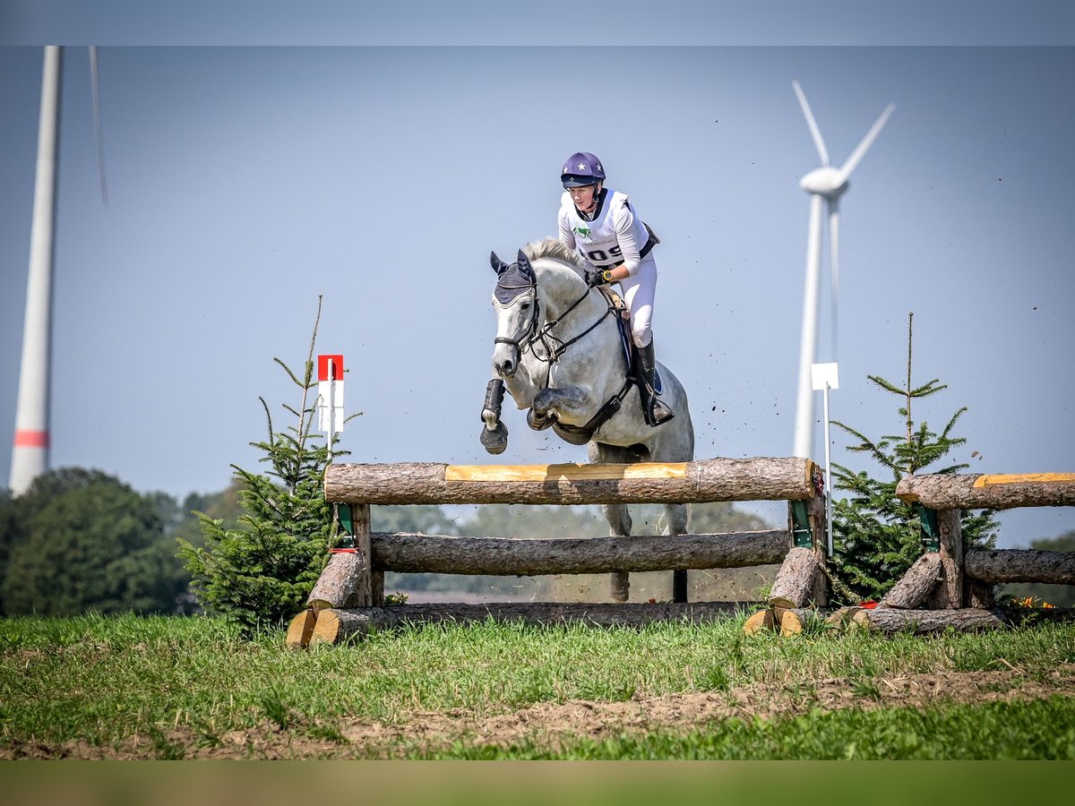 Hanoverian Mare 9 years 17,1 hh Gray in Molbergen