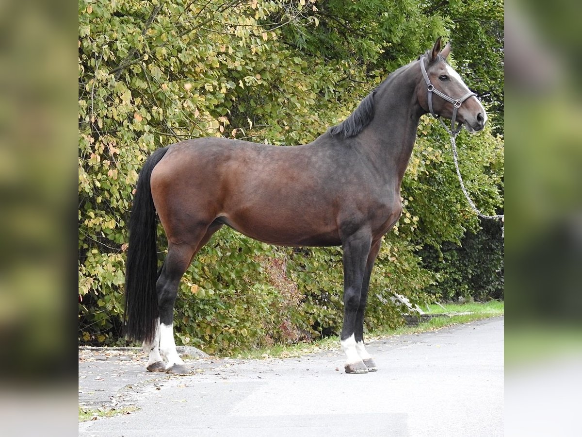 Hanoverian Mare 9 years 17 hh Bay-Dark in Verl