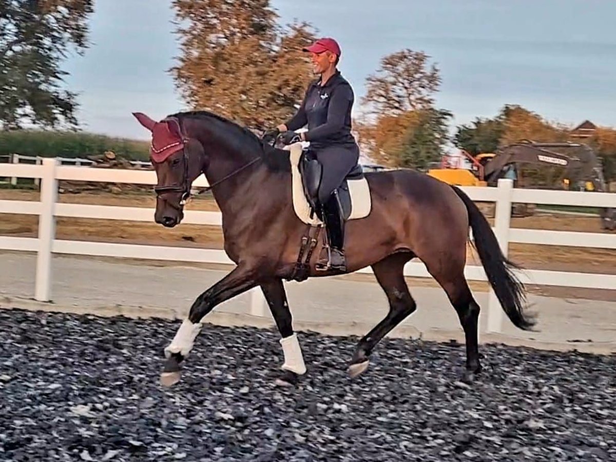 Hanoverian Mare 9 years 17 hh Brown in Wolfsbach