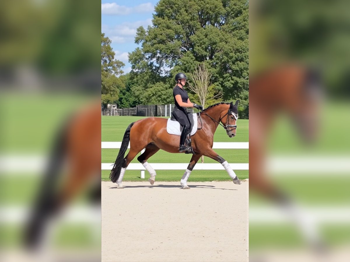 Hanoverian Mare 9 years 17 hh Brown in Gro&#xDF;maischeid
