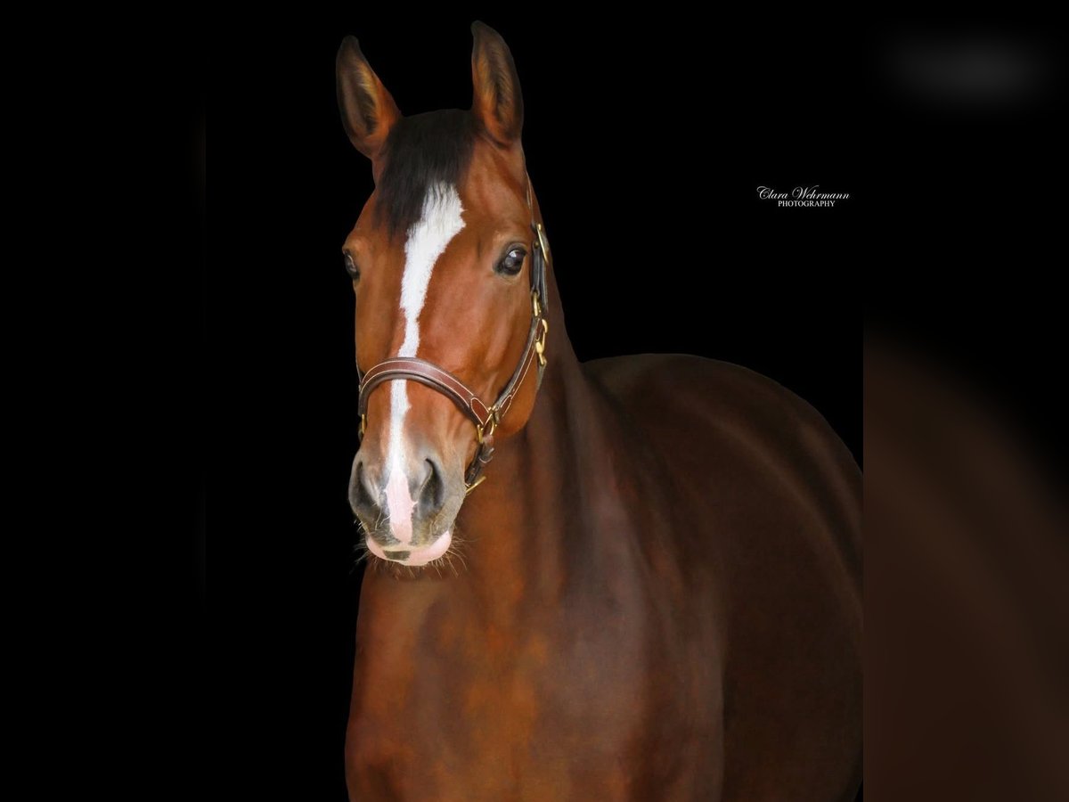 Hanoverian Mare 9 years 17 hh Brown in Gro&#xDF;maischeid