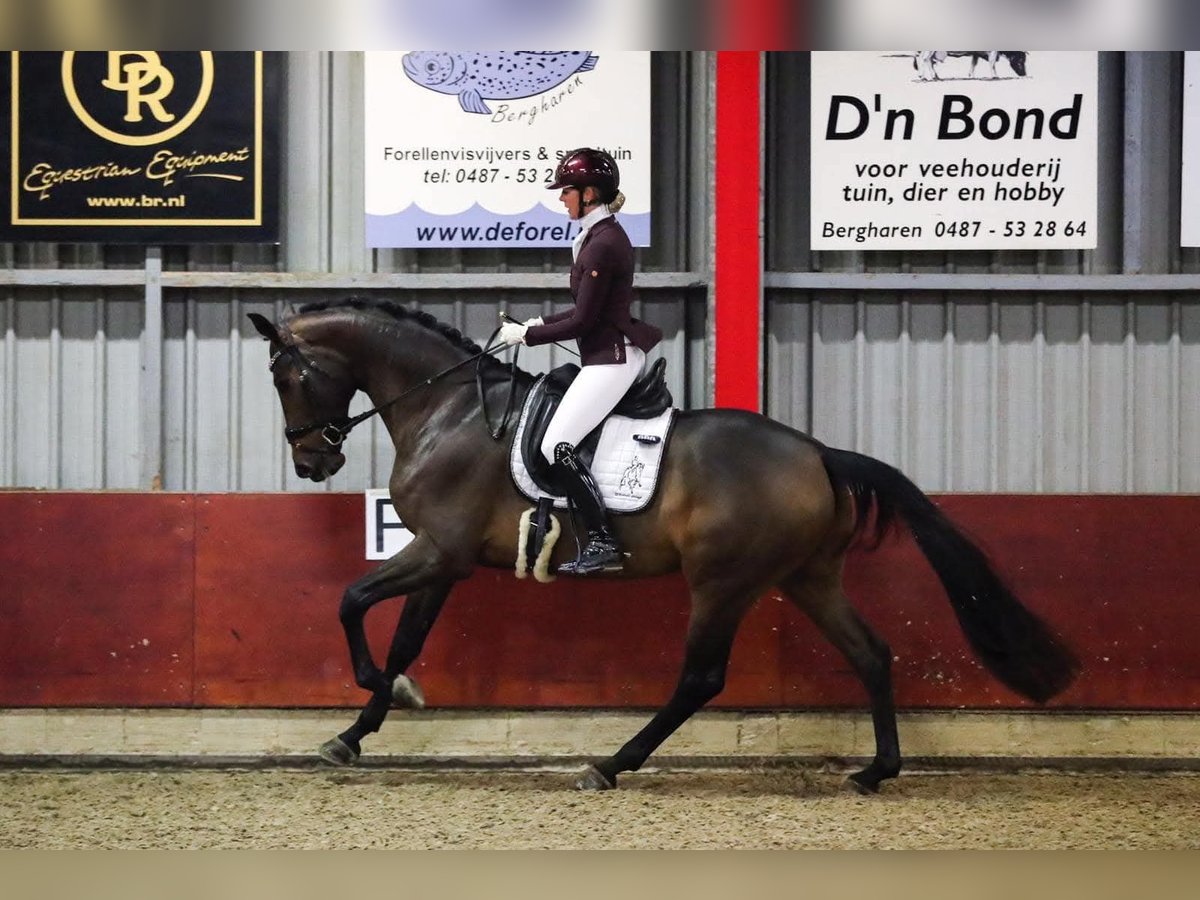 Hanoverian Mare 9 years 17 hh Brown in Wolfsbach