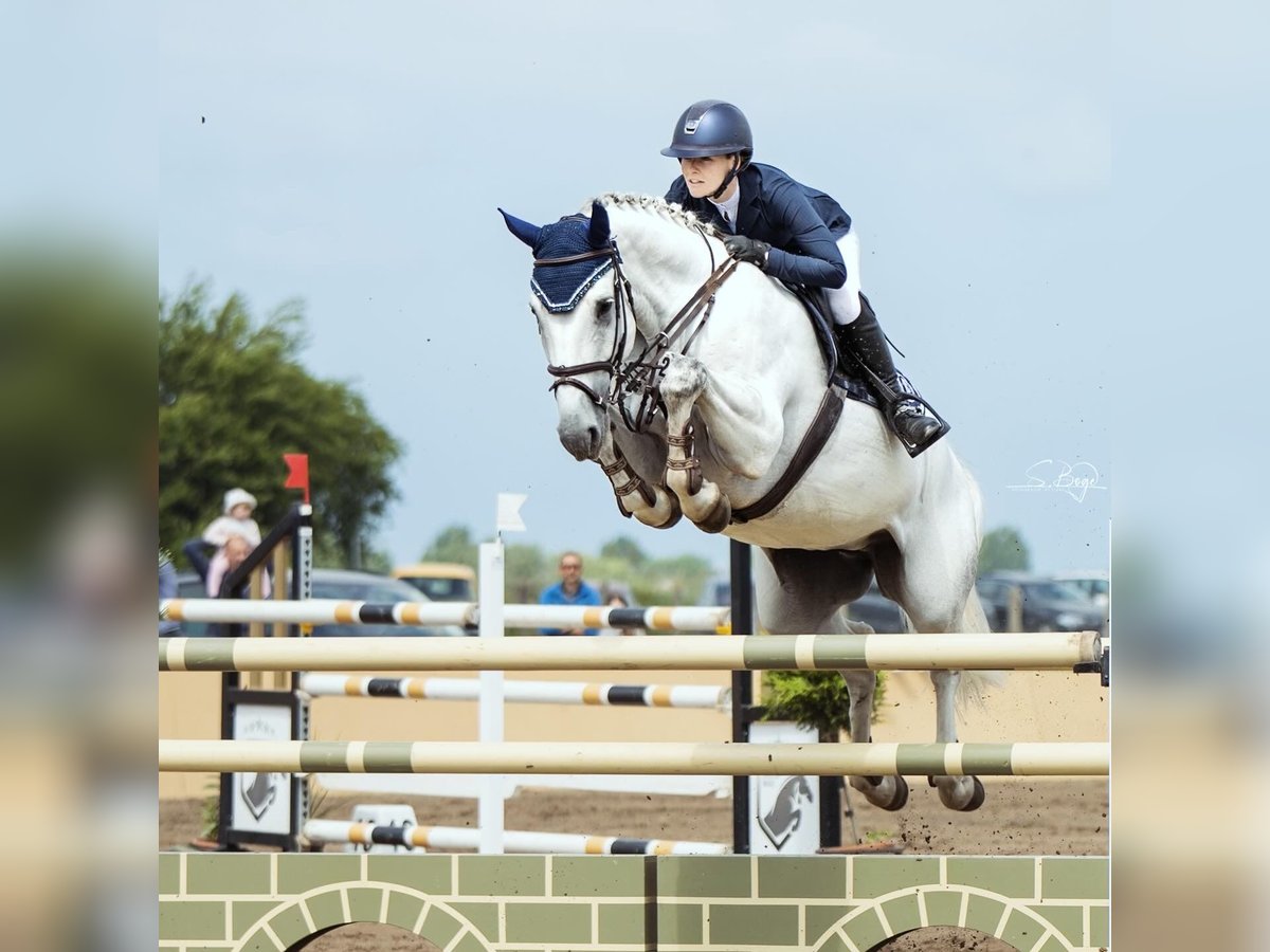 Hanoverian Mare 9 years 17 hh Gray in Gägelow