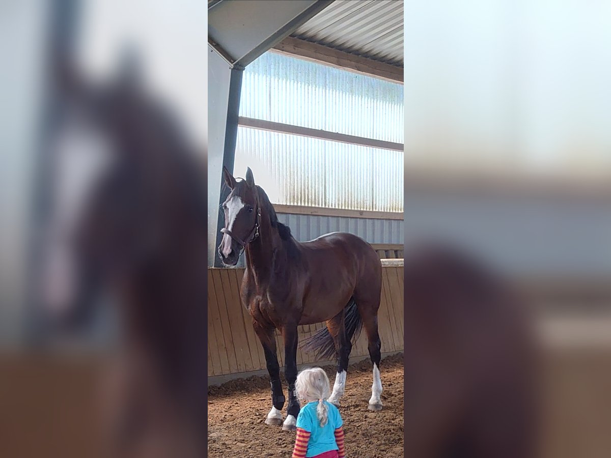 Hanoverian Mare 9 years 17,1 hh Brown-Light in Borstel