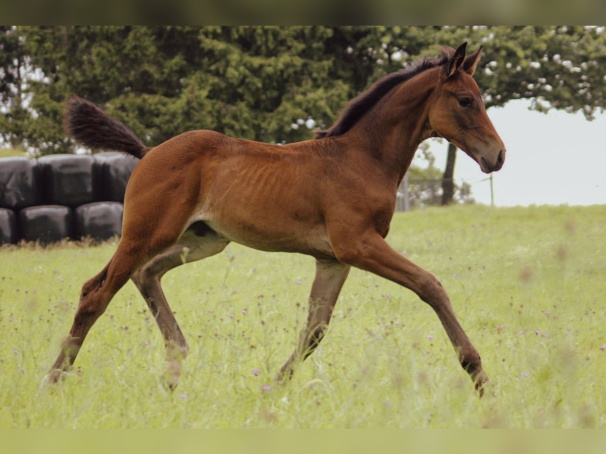 Hanoverian Mare Foal (06/2025) 13,2 hh Brown in Burbach