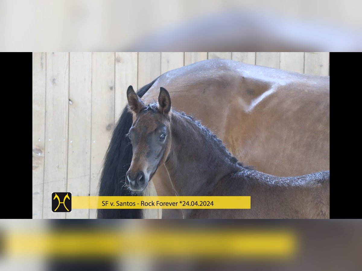 Hanoverian Mare  16,1 hh Bay-Dark in Baierbach