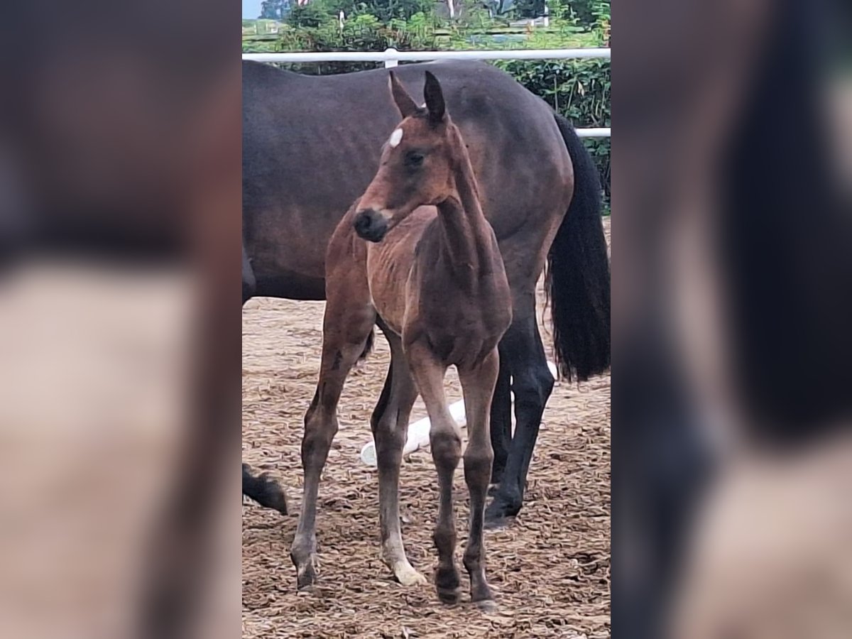 Hanoverian Mare Foal (05/2024) 16,1 hh Bay-Dark in Mansfeld