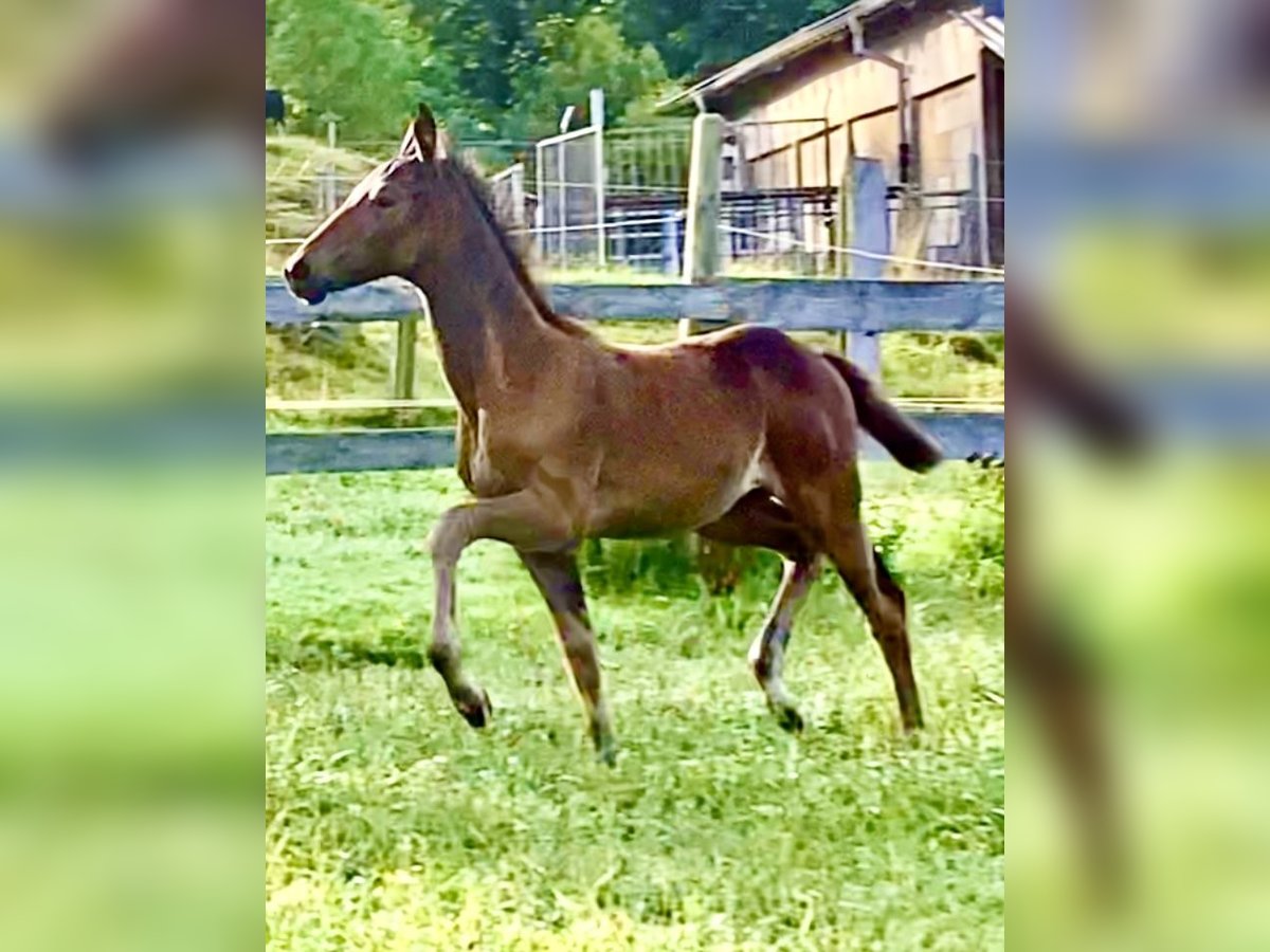 Hanoverian Mare Foal (05/2024) 16,1 hh Bay-Dark in Schöneck/Vogtland