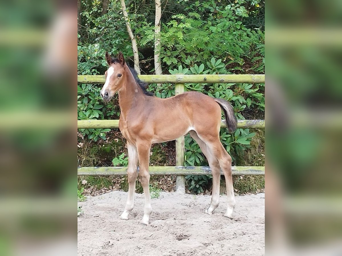 Hanoverian Mare Foal (06/2023) 16,1 hh Bay-Dark in Hesel