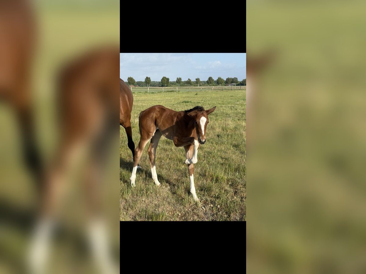 Hanoverian Mare Foal (04/2025) 16,1 hh Brown in Langwedel Hanoverian Mare Foal (04/2025) 16,1 hh Brown in Langwedel