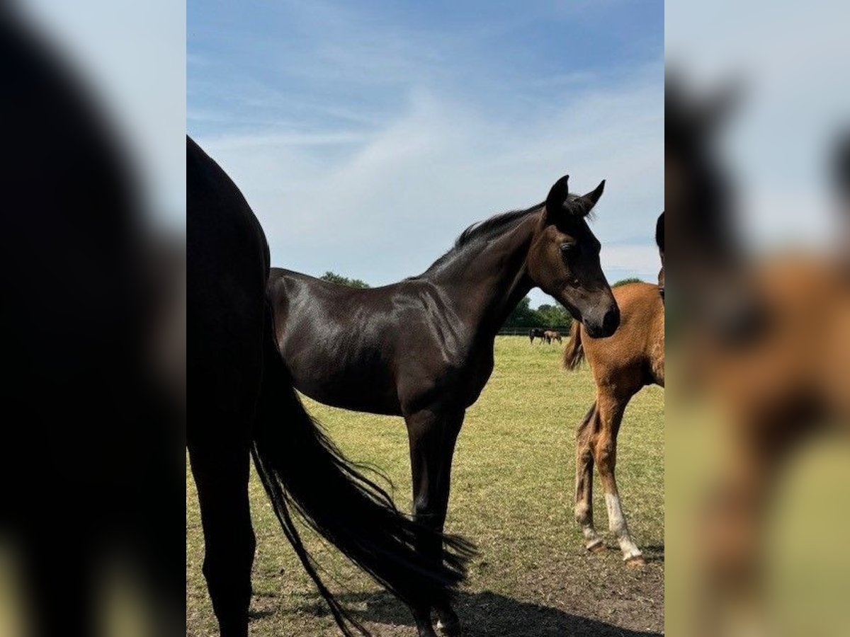 Hanoverian Mare Foal (04/2024) 16,1 hh Smoky-Black in Weyhe