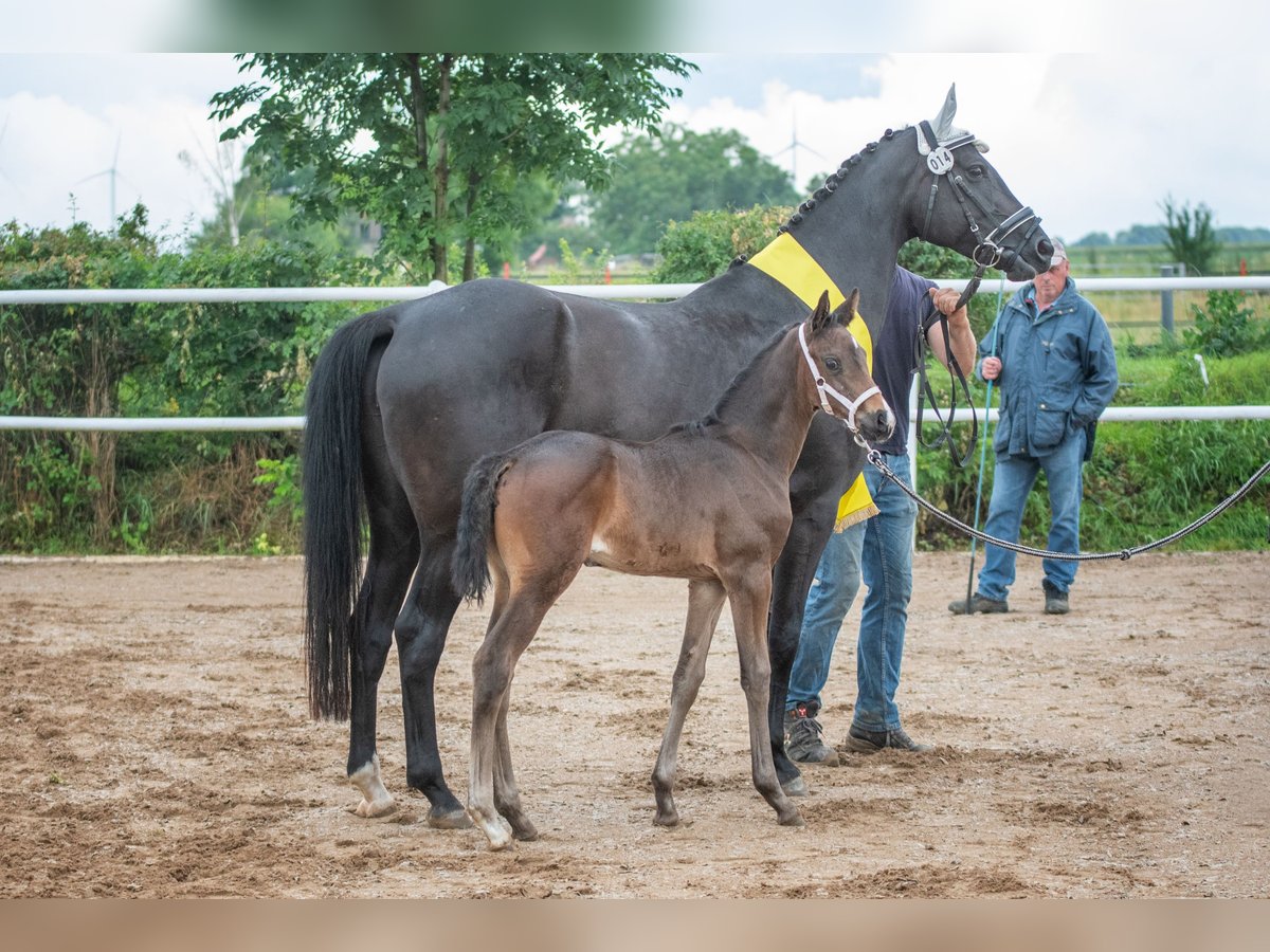 Hanoverian Mare Foal (05/2024) 16,2 hh Bay-Dark in Hetschburg