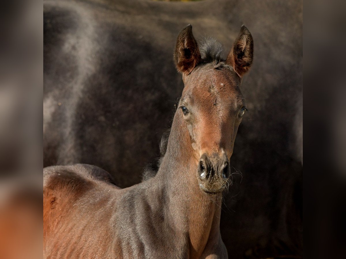 Hanoverian Mare Foal (04/2025) 16,2 hh Bay-Dark in K&#xF6;nigslutter am Elm