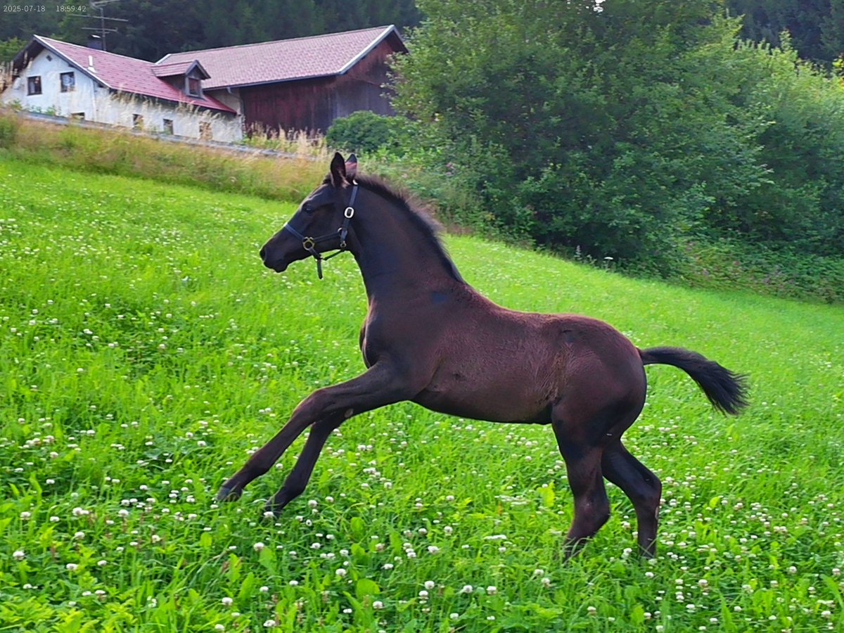 Hanoverian Mare Foal (04/2025) 16,2 hh Black in Achslach