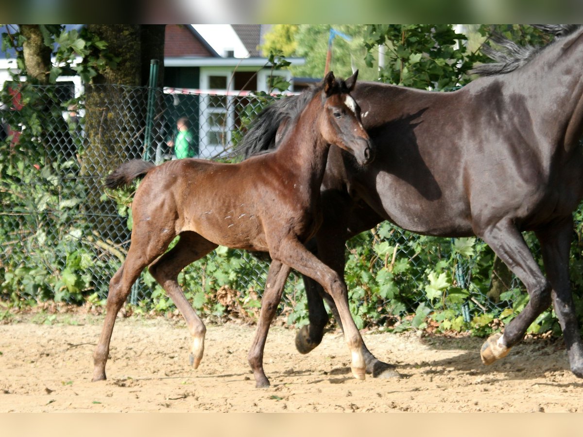 Hanoverian Mare Foal (05/2023) 16,2 hh Black in Kutenholz
