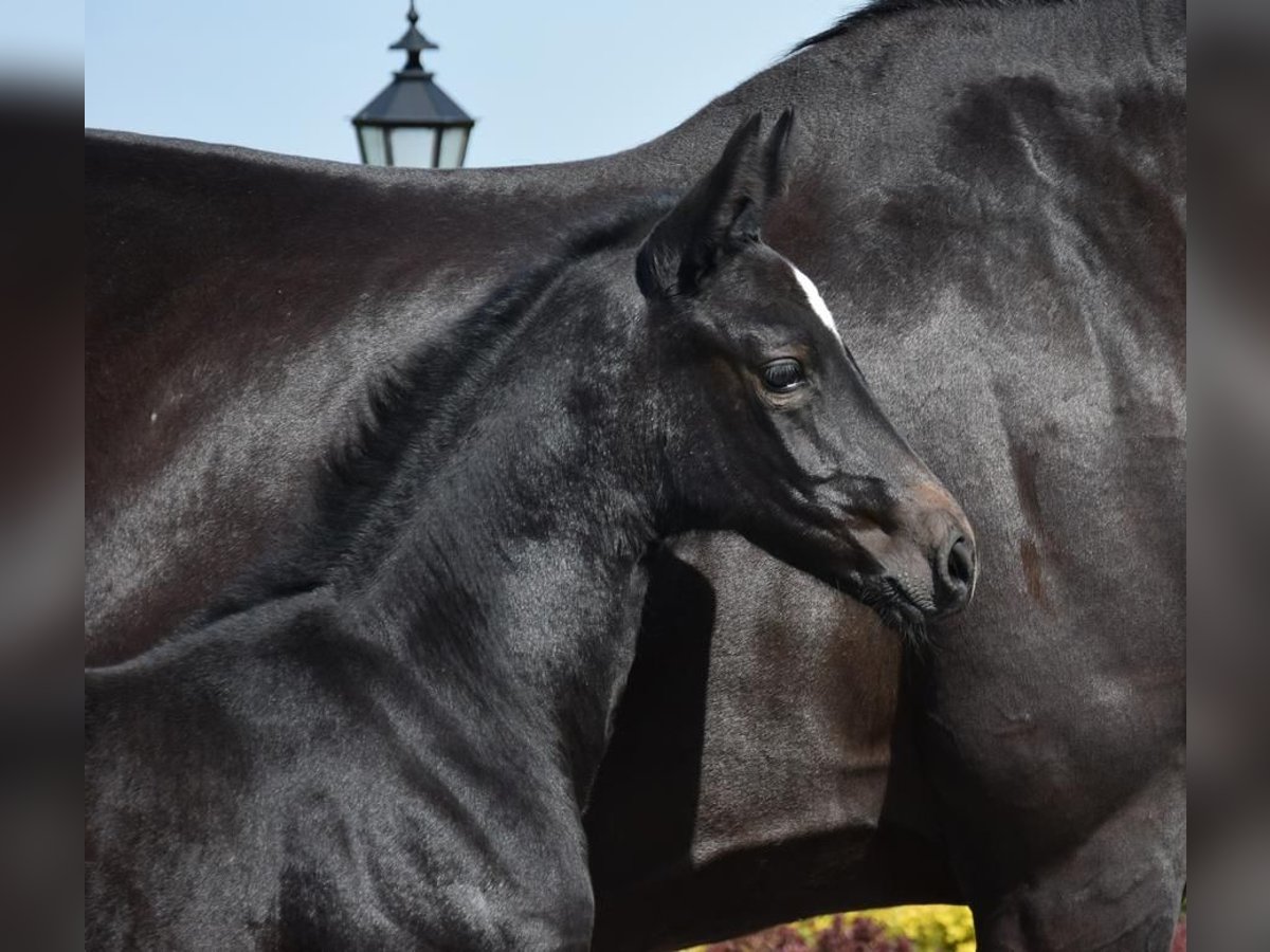 Hanoverian Mare Foal (04/2024) 16,2 hh Black in Wysin