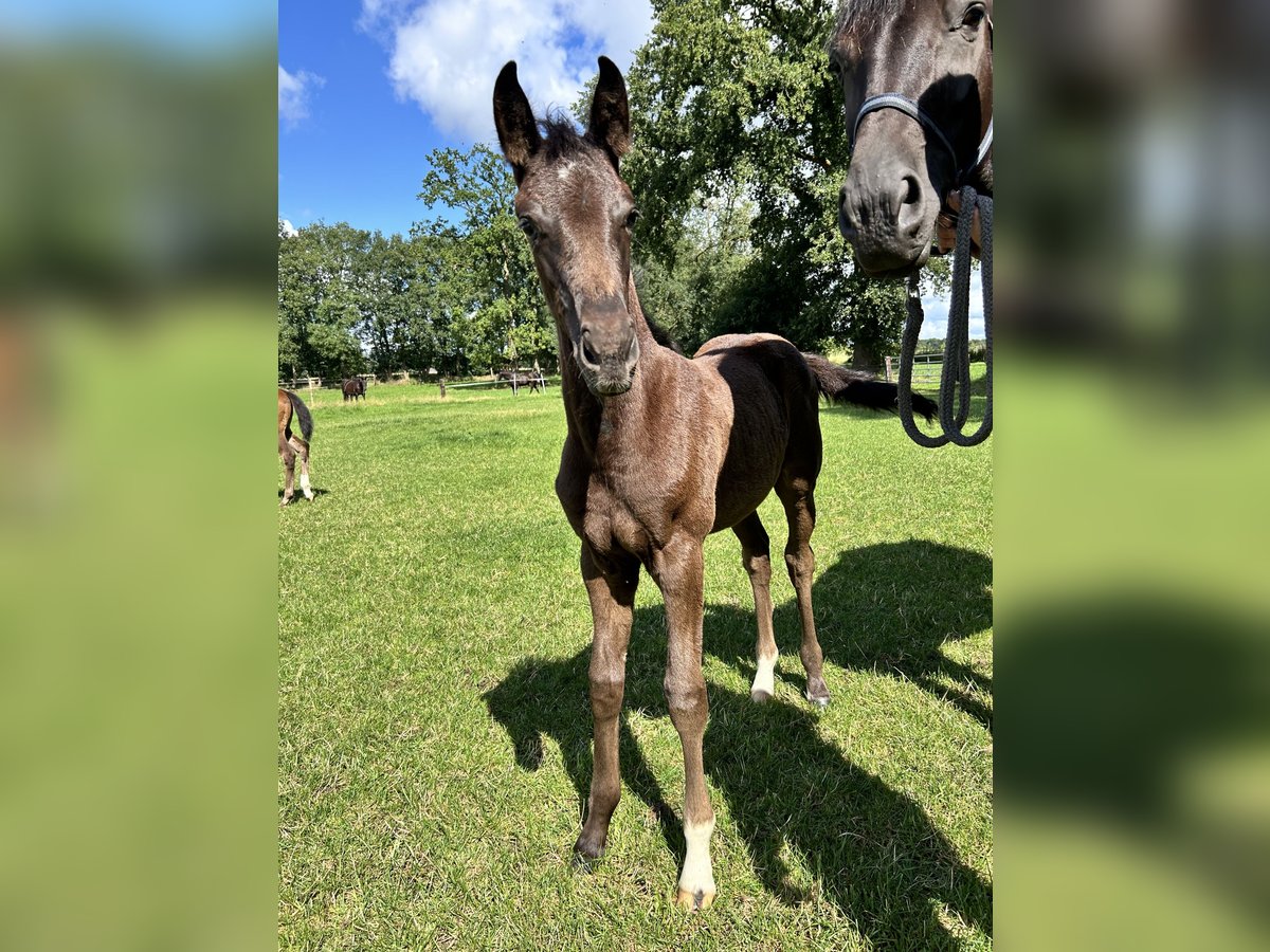 Hanoverian Mare Foal (05/2024) 16,2 hh Black in Sögel