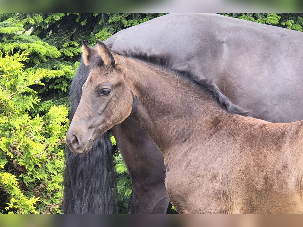 Hanoverian Mare Foal (04/2024) 16,2 hh Black in Heede