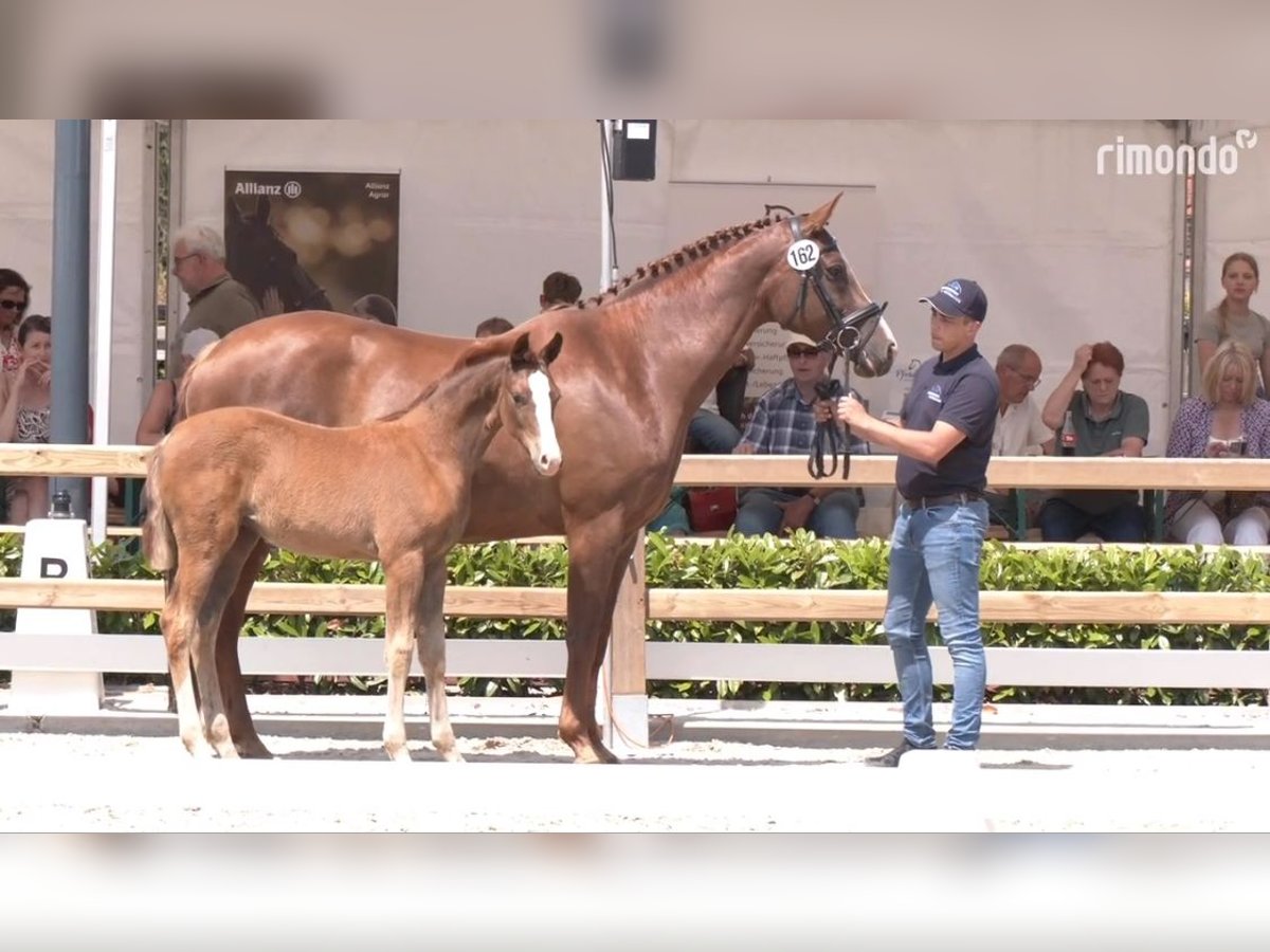 Hanoverian Mare Foal (04/2025) 16,2 hh Chestnut in Hasel&#xFC;nne