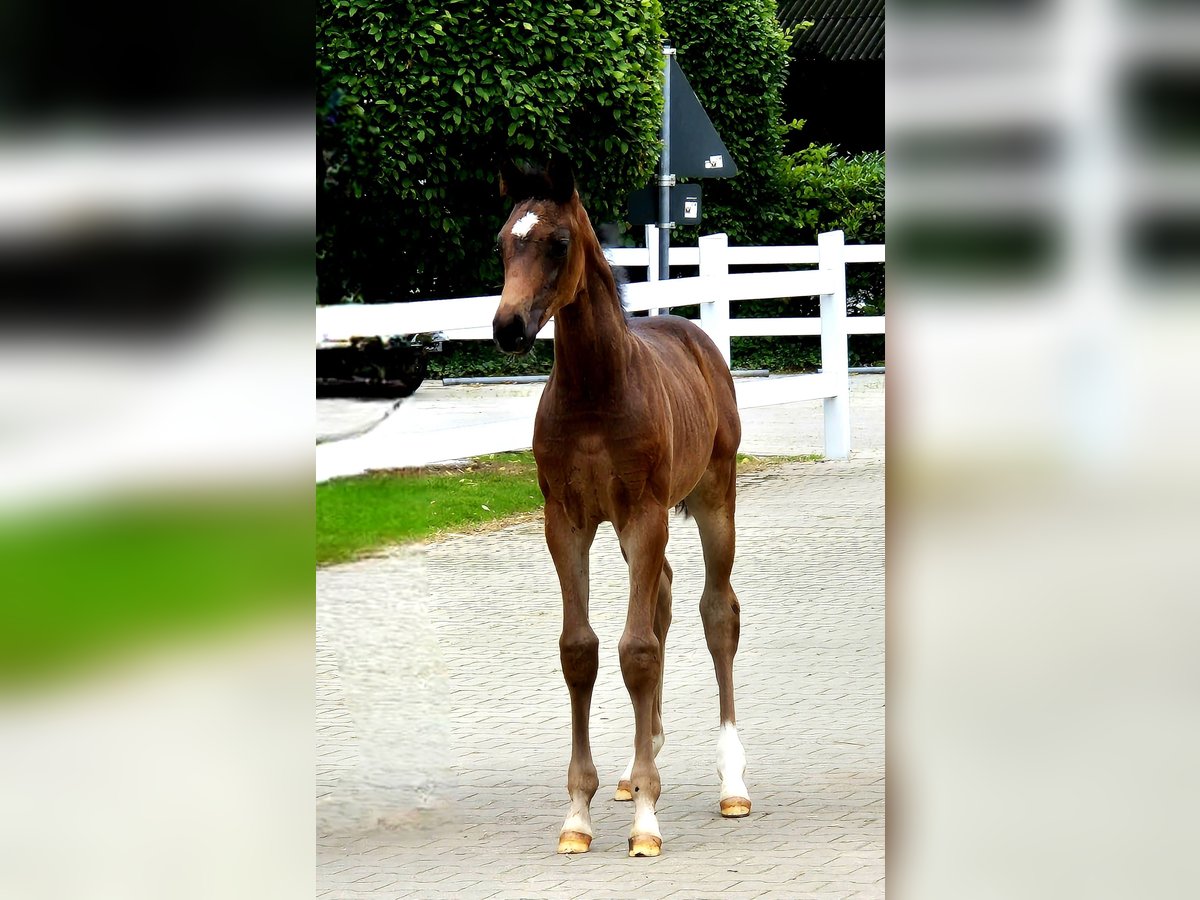 Hanoverian Mare Foal (05/2024) 16,2 hh in Spahnharrenstätte