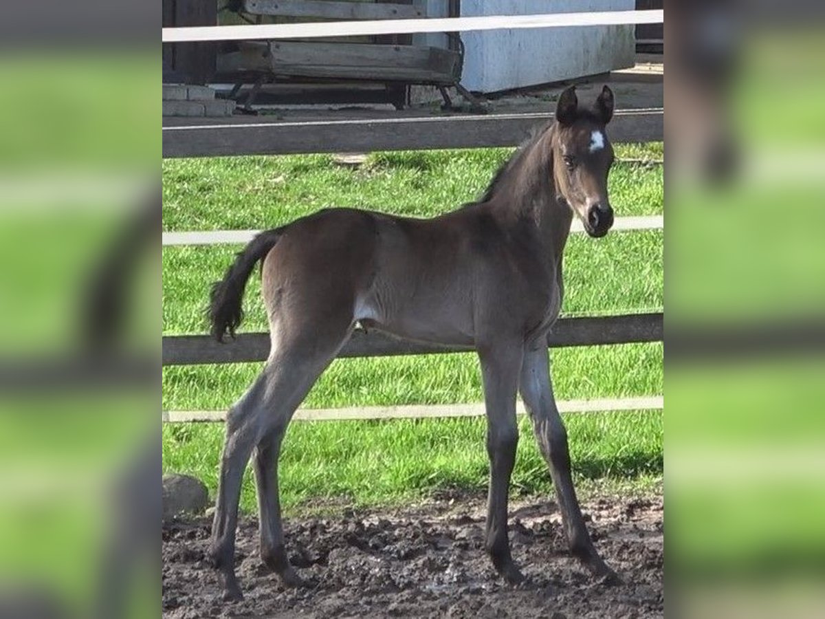 Hanoverian Mare Foal (03/2024) 16,3 hh Smoky-Black in Ratekau